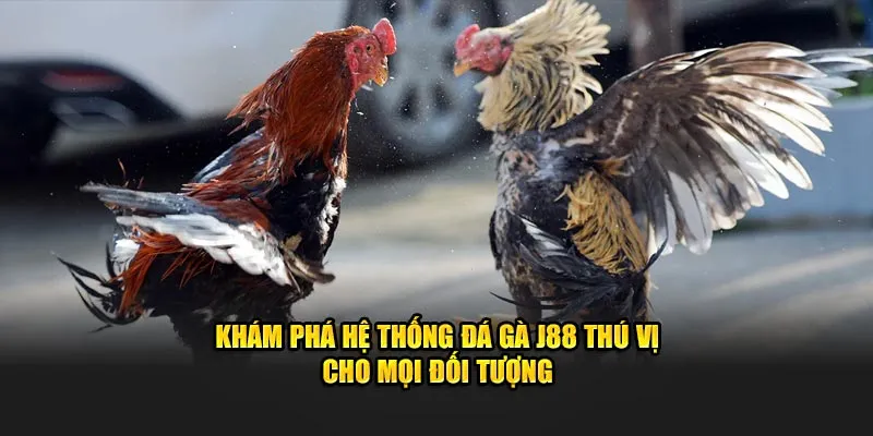 Đa dạng các loại hình đá gà J88 cho anh em lựa chọn