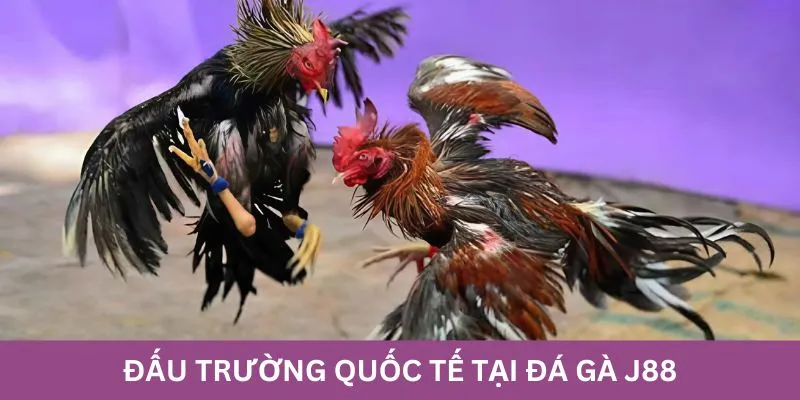 Hãy tính toán thật kỹ trước khi đặt cược vào đá gà J88