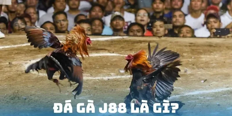 Đá gà J88 mang đến trải nghiệm mãn nhãn cho các thành viên